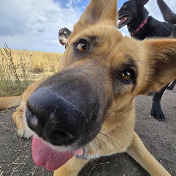 Alpine Canine - Charley on a hike. - Pet Boarding Near Me - Missoula, Montana Alpine Canine - Charley on a hike. - Pet Boarding Near Me - Missoula, Montana