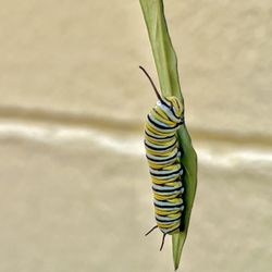 South Seminole Farm & Nursery - A future butterfly on milkweed