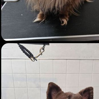 Katie's Pet Grooming - PD B4 & after - Pet Groomers Near Me - Richland, Washington