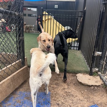 Top Dog Ranch - Pet Training Near Me - Broken Arrow, Oklahoma Top Dog Ranch - Pet Training Near Me - Broken Arrow, Oklahoma