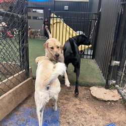 Top Dog Ranch