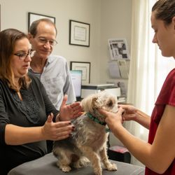 Evergreen Chiropractic and Wellness - Animal chiropractic