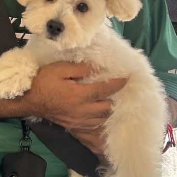 Tiny Tails - Pet Groomers Near Me - Brooklyn, New York Tiny Tails - Pet Groomers Near Me - Brooklyn, New York
