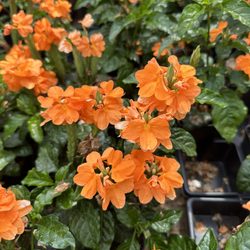 Hebron Gardens - Crossandra flowers