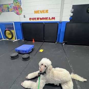Good Dog Pet Training - Pet Training Near Me - Mahwah, New Jersey