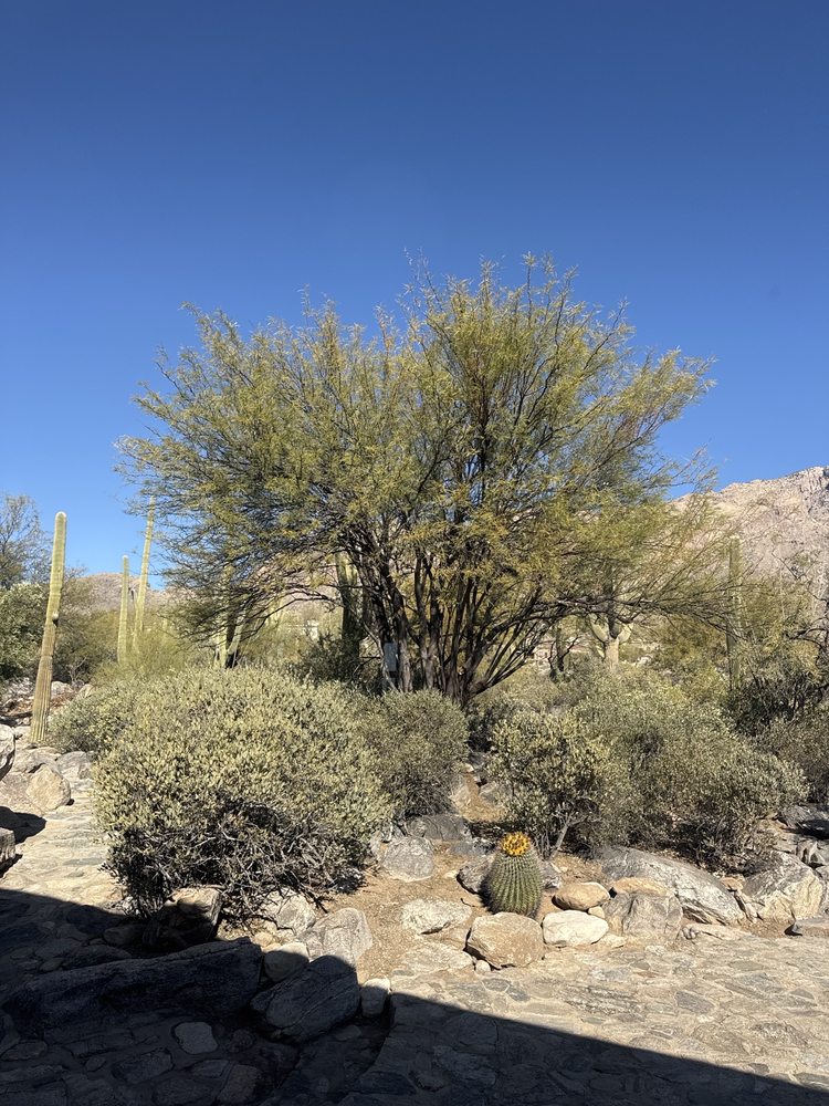 The Certified Arborist - tree service in Tucson, AZ
