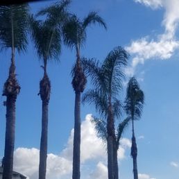 Palm trees Palm trees