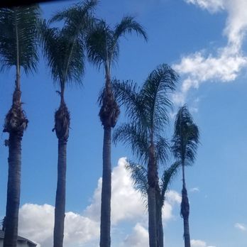National Tree Care & Landscape - Palm trees - Landscaping Near Me National Tree Care & Landscape - Palm trees - Landscaping Near Me