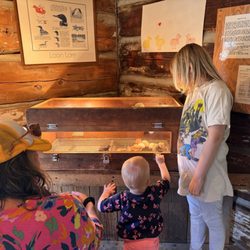 The Farm - Kids watching hatched chicks