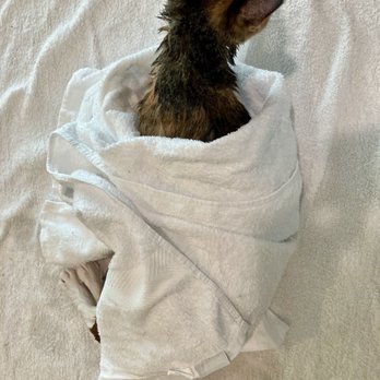 Cashmere Cat Spa - Towel down - Pet Groomers Near Me Cashmere Cat Spa - Towel down - Pet Groomers Near Me