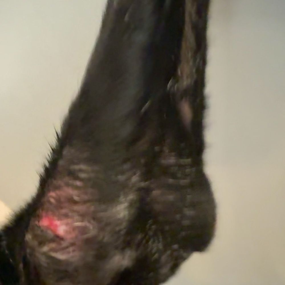 Bark Avenue - He has never cut a person or himself with his nails, they cut my dogs ears - Pet Groomers Near Me - Fresno, California Bark Avenue - He has never cut a person or himself with his nails, they cut my dogs ears - Pet Groomers Near Me - Fresno, California