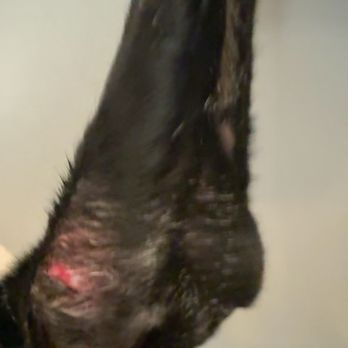 Brittney's Bark Avenue - He has never cut a person or himself with his nails, they cut my dogs ears - Pet Groomers Near Me - Fresno, California