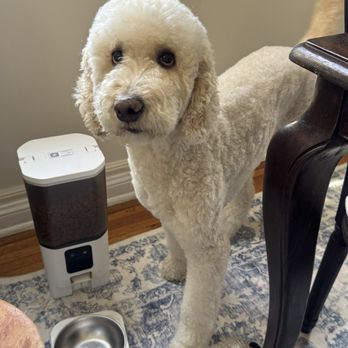 Puppy prom - The perfect teddy bear cut! I'm obsessed she is the cutest - Pet Groomers Near Me - Los Angeles, California