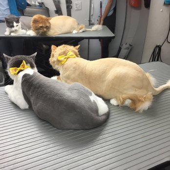 Mobile Pet Spa - We groom Cats as well!!! - Pet Groomers Near Me