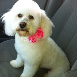 Lilly at her last groom session Lilly at her last groom session