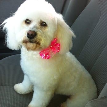 Artistic Pet Salon - Lilly at her last groom session - Pet Groomers Near Me - Fresno, California Artistic Pet Salon - Lilly at her last groom session - Pet Groomers Near Me - Fresno, California