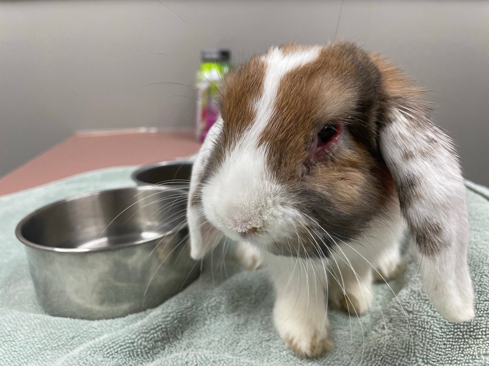 All Creatures Animal Hospital Image