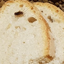 Mig I Mig - Ahí se puede ver el pan con el bicho y el caso con su mosca.