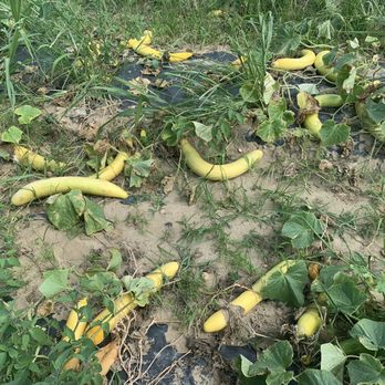 Cooper Farms - a patch of squash in a field - Farmers Market Near Me - Mattituck, New York