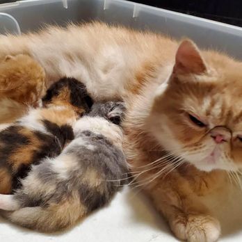 Tescats cattery - Pet Breeders Near Me Tescats cattery - Pet Breeders Near Me