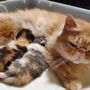 Tescats cattery