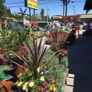 Armstrong Garden Centers 101 Photos 150 Reviews Nurseries Gardening 12920 Magnolia Blvd Sherman Oaks Ca United States Phone Number Yelp