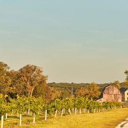 McKelvey Vineyards - Take a stroll through our history rich vineyard.