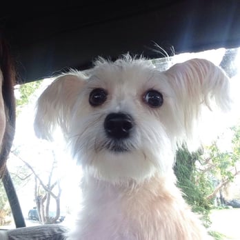 PetSmart - Don't hate me cause I'm prettyful. ;p - Pet Training Near Me - Miami, Florida PetSmart - Don't hate me cause I'm prettyful. ;p - Pet Training Near Me - Miami, Florida
