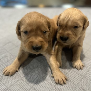 Cedar Mountain Golden Kennels - Pet Breeders Near Me Cedar Mountain Golden Kennels - Pet Breeders Near Me