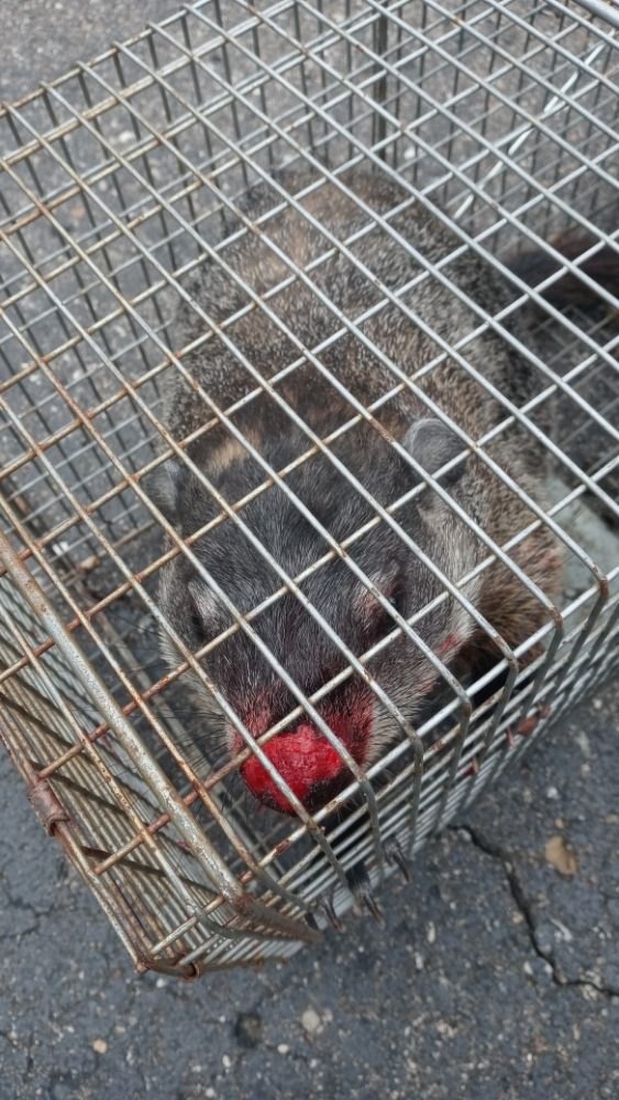 PEST SOLUTIONS Westland, Michigan Pest Control Phone Number Yelp