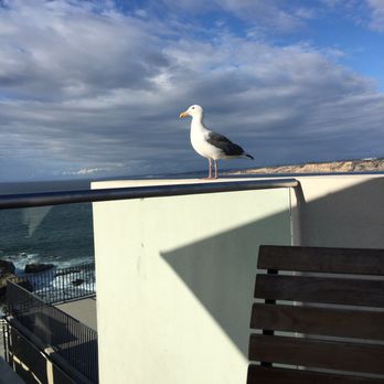 Duke's La Jolla - Beautiful ocean views with friendly seagulls. - New American Near Me - La Jolla, California Duke's La Jolla - Beautiful ocean views with friendly seagulls. - New American Near Me - La Jolla, California