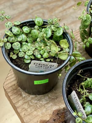 Dahing Plants & Landscaping by null