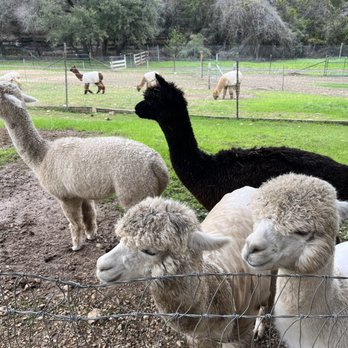 Tierra Prometida Alpacas - Just 4 interested "people watchers" - Attraction Farms Near Me - Fischer, Texas Tierra Prometida Alpacas - Just 4 interested "people watchers" - Attraction Farms Near Me - Fischer, Texas