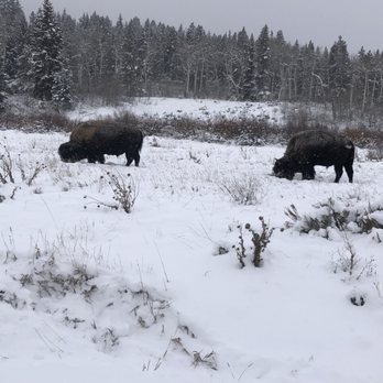 Jackson Hole Wildlife Safaris - 2 Maturing Male Bison - Tours Near Me - Jackson, Wyoming