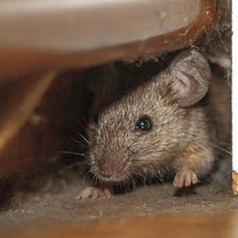 Preyon Pest Control - Pest Control Near Me Preyon Pest Control - Pest Control Near Me