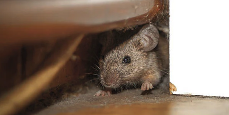 Leading Residential Pest Control Service in Chicago & Its Suburbs - Paul Rayon is passionate about equity in pest control services. Recognizing that low-income households are disproportionately affected by pest issues, we aim to bridge this gap. Our approach is not just about pest extermination Chicago but also about education. Teaching homeowners how to prevent future infestations by identifying and removing food sources for pests.
We take pride in offering high-quality pest control services at prices that are fair and accessible. While larger companies may charge upwards of $1,000 to treat a two-bedroom apartment for bed bugs, Preyon Pest Control offers competitive pricing, ranging from $300 to $400, depending on the severity of the infestation. Our goal is to make pest control affordable for everyone, especially those in low-income communities.
We take pride in protecting your business from year-round invaders and seasonal pests at Preyon Pest Control. Our experienced, licensed, and well-trained technicians are dedicated to providing safe, environmentally friendly pest control for your business. Simply put, we guarantee results. If pest activity persists after a service call, we will return for free until the problem is resolved.
Everyone would agree that protecting your business, income, and investments is high on our priority list. Pest control, like purchasing insurance or a door lock, is a form of protection. If you work in the food service industry, for example, proper pest control can help you avoid negative comments, posts, or reviews. It may also keep you safe from fines or even closure by the Health Department. Proper pest control can also provide valuable protection from negative feedback from others in the hospitality industry. For example, our services could assist you in effectively managing Bed Bugs and a variety of other issues. A satisfied guest is more likely to return and tell others about their positive experience at your property. Proper pest control can also lead to a more productive workplace. Employees can focus on their work instead of worrying about what pests they might encounter or even bring home with them if they work in a pest-free environment. Effective pest control will limit your liabilities and create a safer environment for your employees and customers whether you own a restaurant, a hotel, an office, or any other type of business. Leading Residential Pest Control Service in Chicago & Its Suburbs - Paul Rayon is passionate about equity in pest control services. Recognizing that low-income households are disproportionately affected by pest issues, we aim to bridge this gap. Our approach is not just about pest extermination Chicago but also about education. Teaching homeowners how to prevent future infestations by identifying and removing food sources for pests.
We take pride in offering high-quality pest control services at prices that are fair and accessible. While larger companies may charge upwards of $1,000 to treat a two-bedroom apartment for bed bugs, Preyon Pest Control offers competitive pricing, ranging from $300 to $400, depending on the severity of the infestation. Our goal is to make pest control affordable for everyone, especially those in low-income communities.
We take pride in protecting your business from year-round invaders and seasonal pests at Preyon Pest Control. Our experienced, licensed, and well-trained technicians are dedicated to providing safe, environmentally friendly pest control for your business. Simply put, we guarantee results. If pest activity persists after a service call, we will return for free until the problem is resolved.
Everyone would agree that protecting your business, income, and investments is high on our priority list. Pest control, like purchasing insurance or a door lock, is a form of protection. If you work in the food service industry, for example, proper pest control can help you avoid negative comments, posts, or reviews. It may also keep you safe from fines or even closure by the Health Department. Proper pest control can also provide valuable protection from negative feedback from others in the hospitality industry. For example, our services could assist you in effectively managing Bed Bugs and a variety of other issues. A satisfied guest is more likely to return and tell others about their positive experience at your property. Proper pest control can also lead to a more productive workplace. Employees can focus on their work instead of worrying about what pests they might encounter or even bring home with them if they work in a pest-free environment. Effective pest control will limit your liabilities and create a safer environment for your employees and customers whether you own a restaurant, a hotel, an office, or any other type of business.