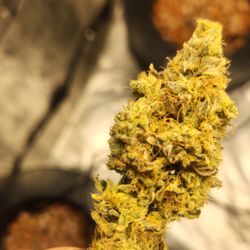 NuggMD - Medical grow