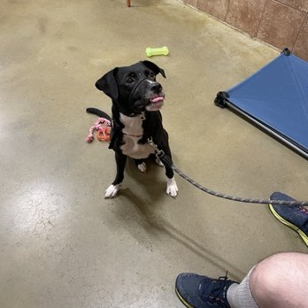 PetSmart - Pet Training Near Me - Wilmington, North Carolina PetSmart - Pet Training Near Me - Wilmington, North Carolina