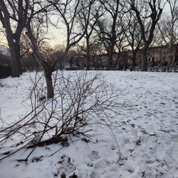 Fulton Park - Fulton Park Wed 17th Jan 2024 5pm.