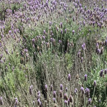 Salvia Blanca - Lavender fields... - Restaurants Near Me - Villa de Juárez, BCN