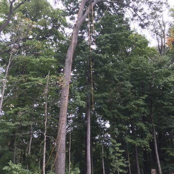 M&M tree services - Tree Services Near Me - Indianapolis, Indiana