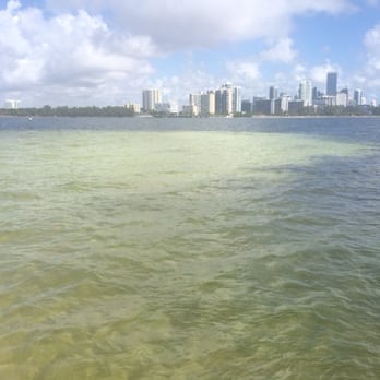 Sobecat - The sand bar! - Boat Charters Near Me - Miami Beach, Florida