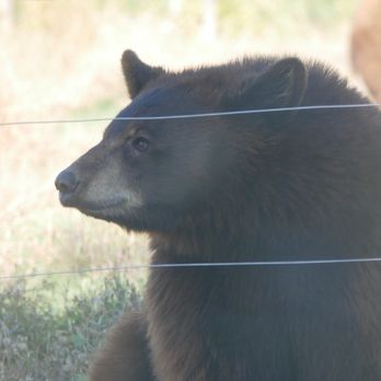 Yellowstone Bear World - Zoos Near Me - Rexburg, Idaho Yellowstone Bear World - Zoos Near Me - Rexburg, Idaho