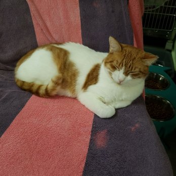 Cat Angels - Cheeto chillin - Thrift Stores Near Me - Fernandina Beach, Florida Cat Angels - Cheeto chillin - Thrift Stores Near Me - Fernandina Beach, Florida