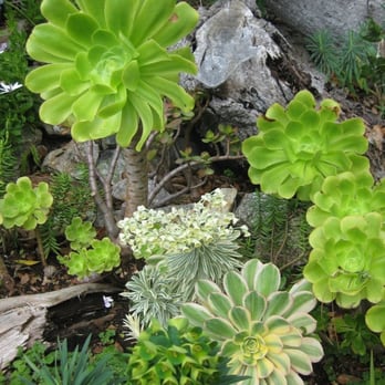 Nepenthe - New American Near Me - Big Sur, California