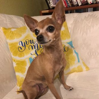 Peace for Paws - My baby Jewel at her prime! She was such an amazing girl! - Pet Cremation Services Near Me - Henderson, Nevada Peace for Paws - My baby Jewel at her prime! She was such an amazing girl! - Pet Cremation Services Near Me - Henderson, Nevada