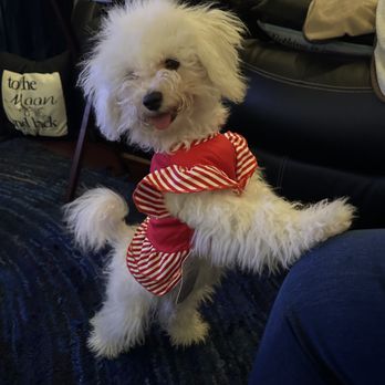 She Bichon and Cotons - Pet Breeders Near Me
