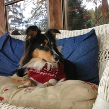 Greenhorn Ranch - My puppy enjoying the swing couch on the lodge porch. - Horseback Riding Near Me - Quincy, California Greenhorn Ranch - My puppy enjoying the swing couch on the lodge porch. - Horseback Riding Near Me - Quincy, California