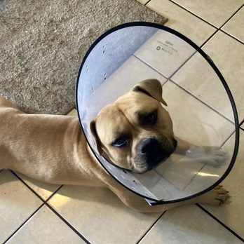 Abbey Vet Hospital - My dog all better because of Abby Vet hospital! - Veterinarians Near Me - Antioch, California