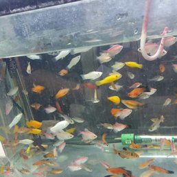 $1 fishes, wow they are cheaper than at Petco